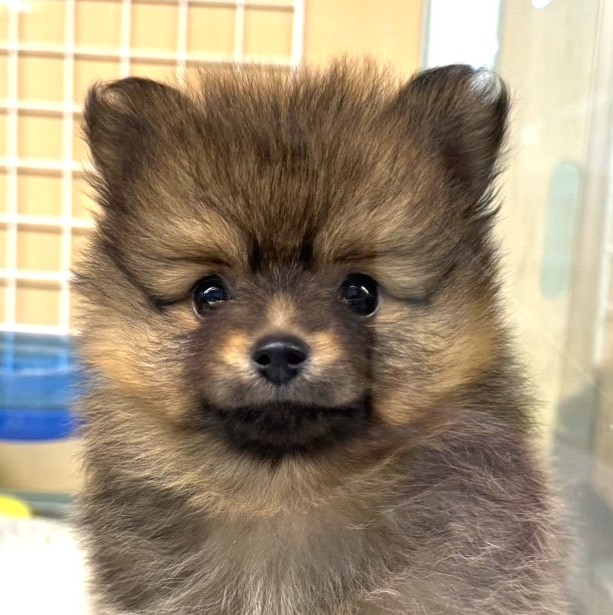 ポメラニアン ※売約済み