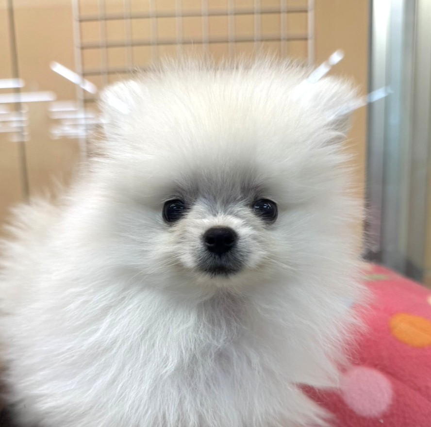 ポメラニアン