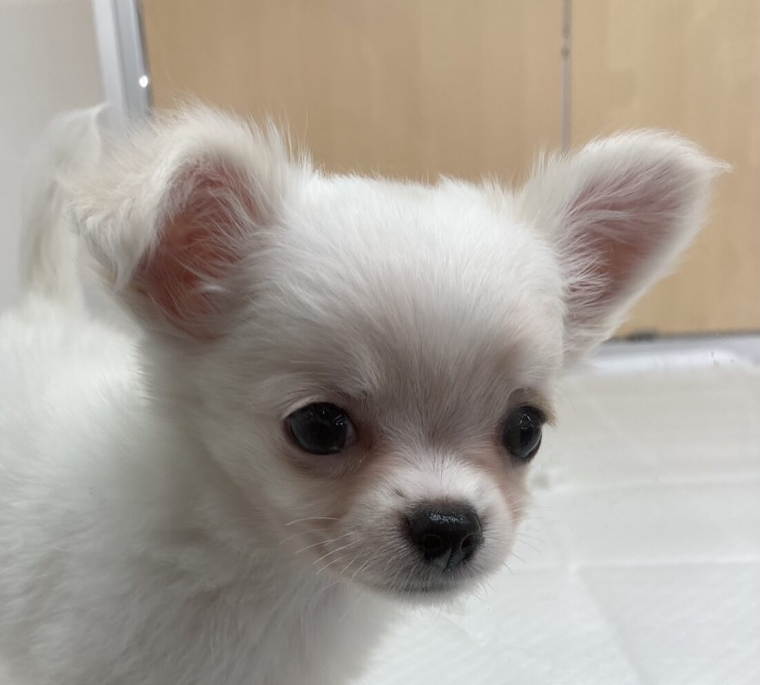 チワワ