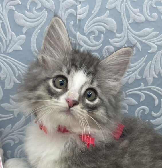 ノルウェージャン・フォレストキャット