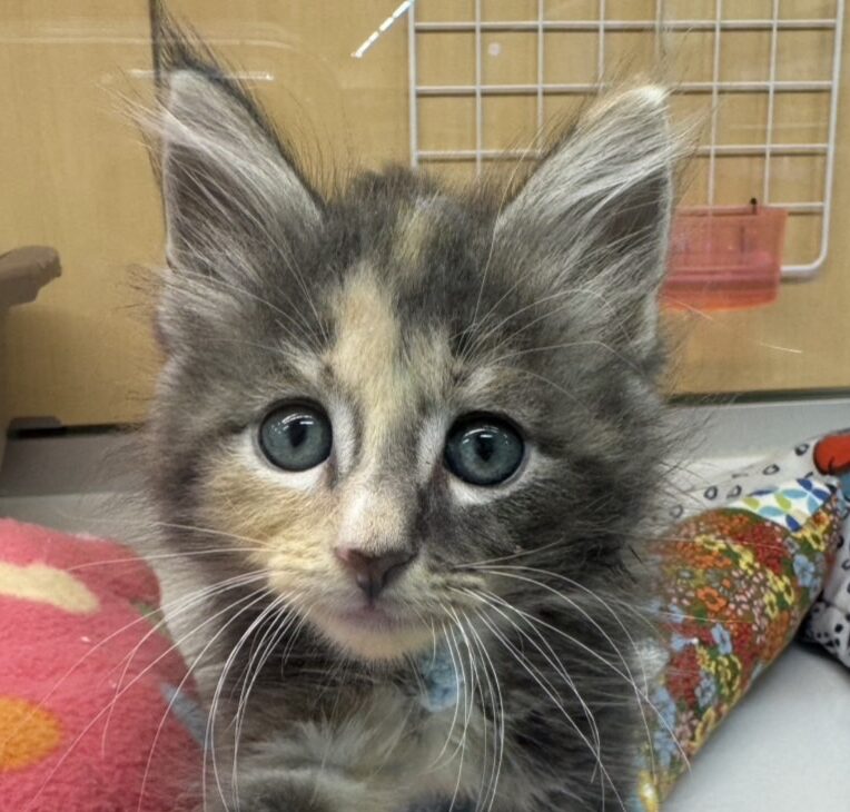 ノルウェージャン・フォレストキャット
