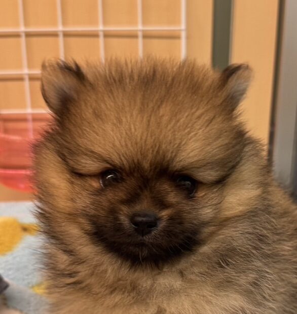 ポメラニアン