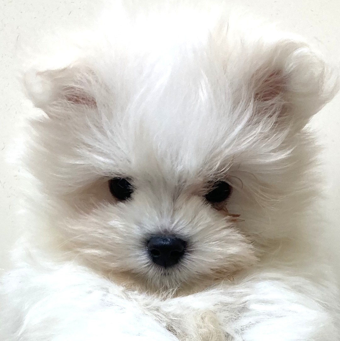 MIX犬（ポメラニアン×マルチーズ）
