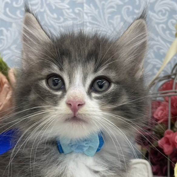 ノルウェージャン・フォレストキャット