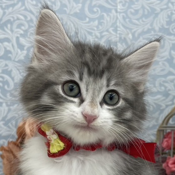 ノルウェージャン・フォレストキャット