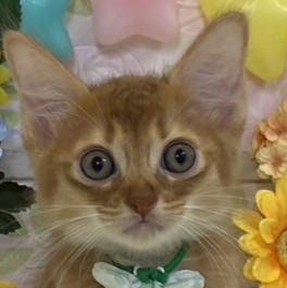 ソマリ