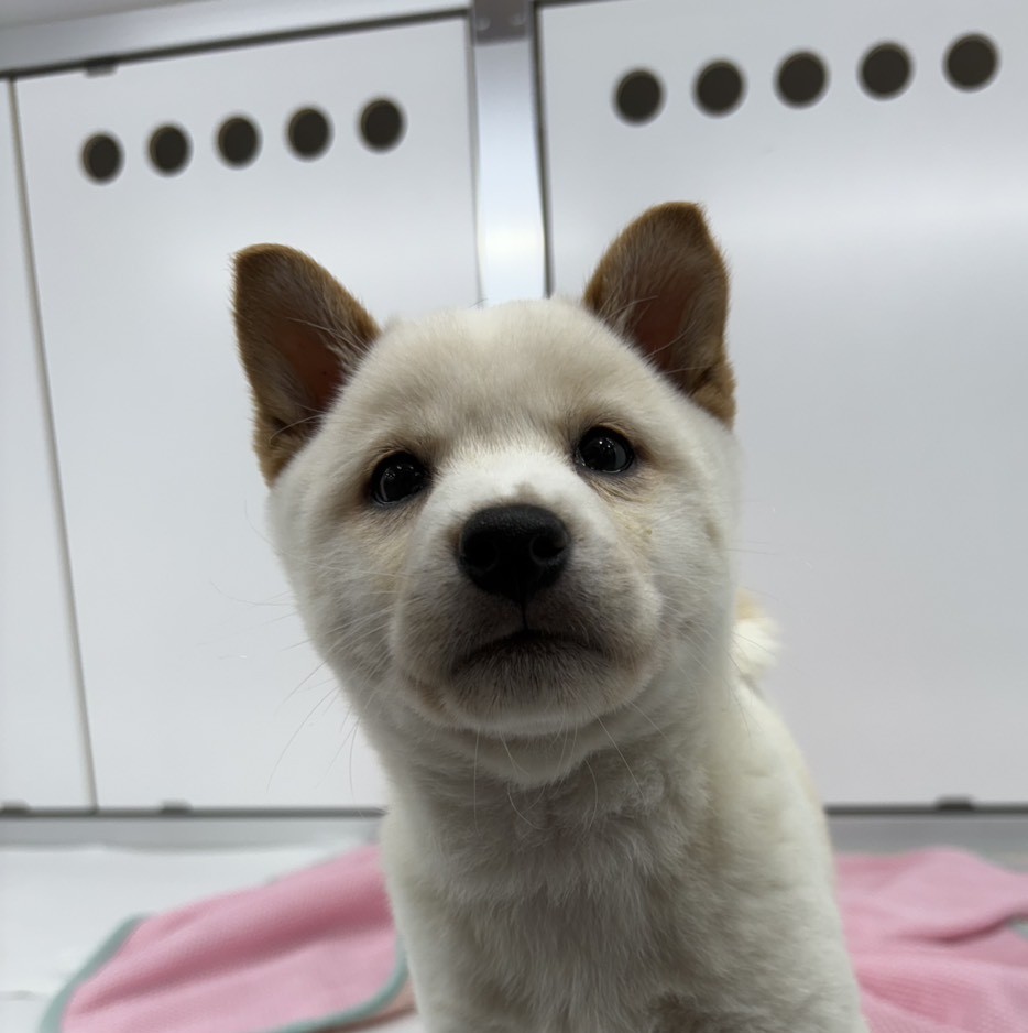 柴犬