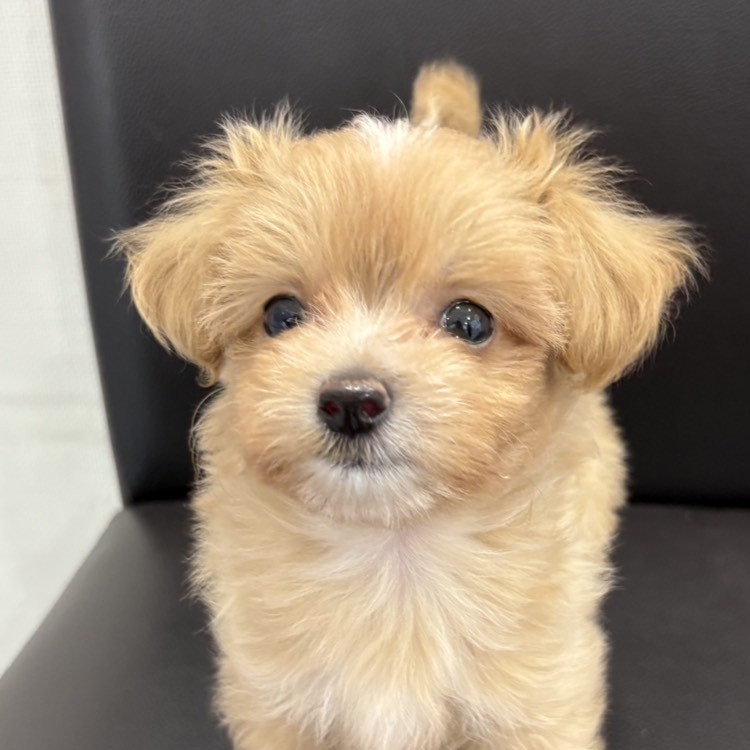 MIX犬（チワワ×トイプードル）※売約済み
