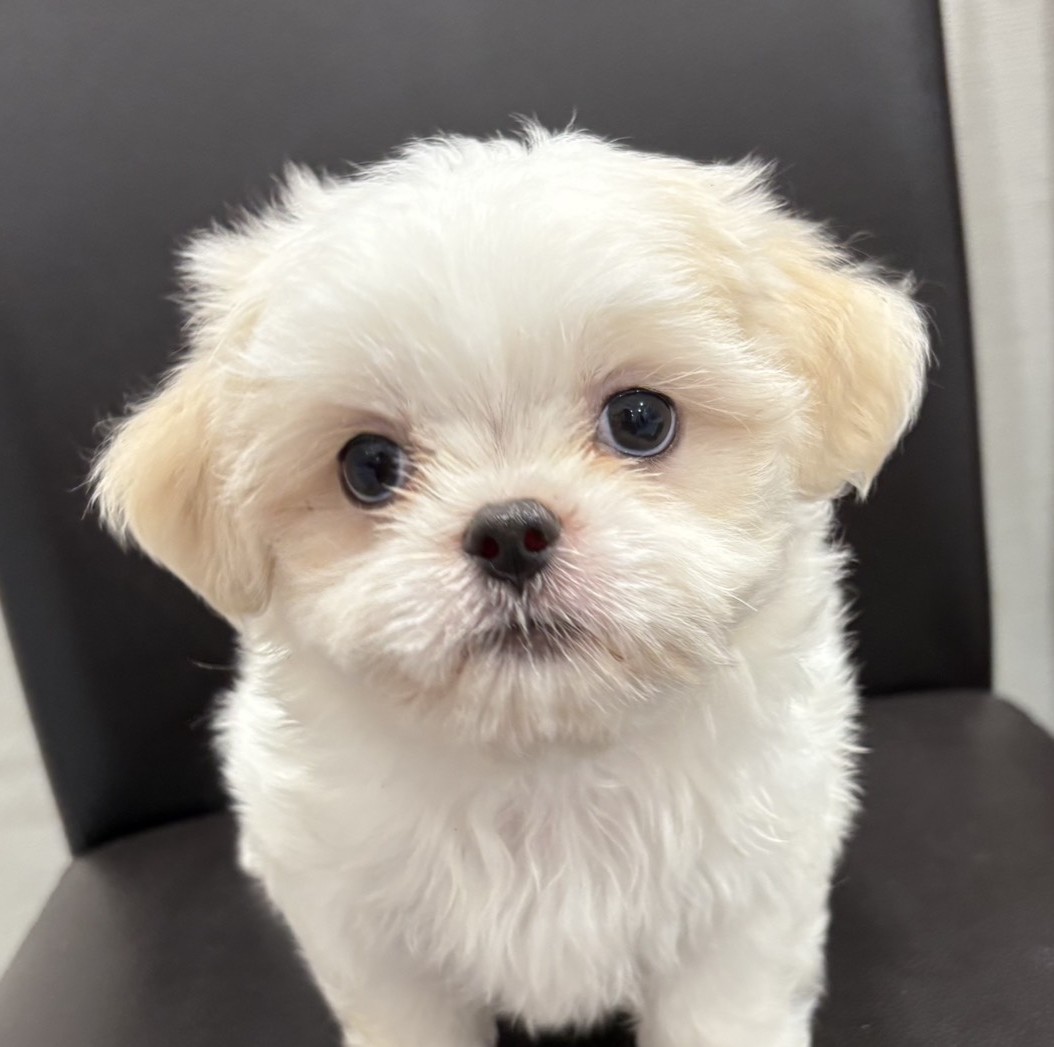 MIX犬（シーズー×マルチーズ）