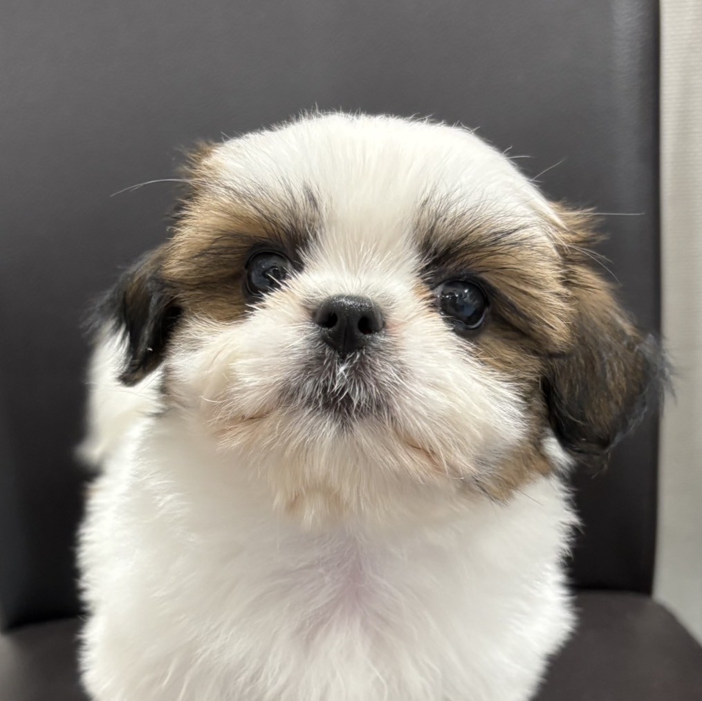 MIX犬（シーズー×マルチーズ）