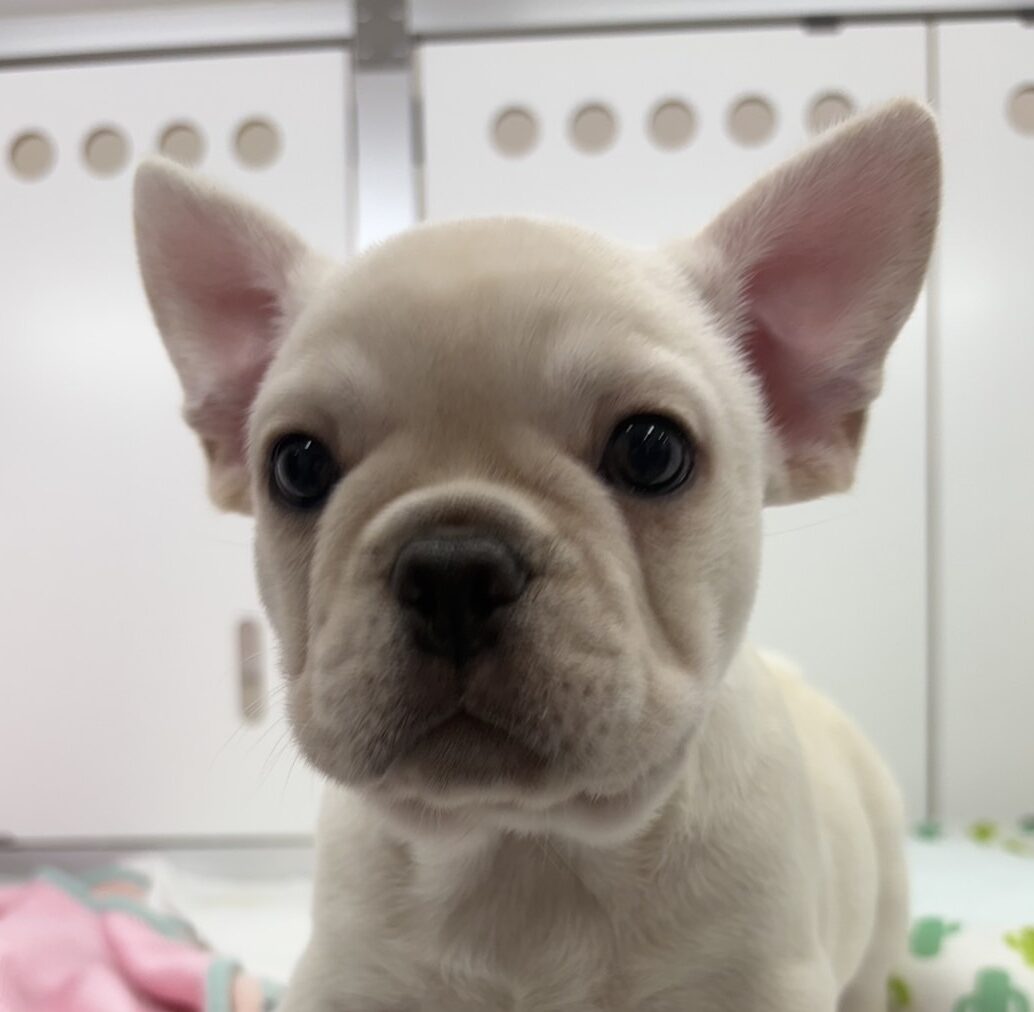 フレンチブルドッグ