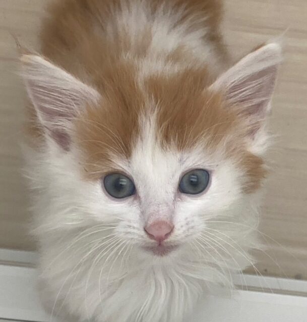 ノルウェージャン・フォレストキャット