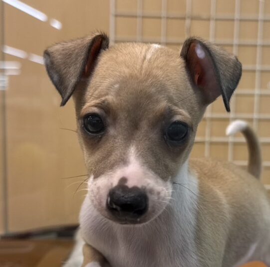 MIX犬（イタリアングレーハウンド×ミニチュアピンシャー）