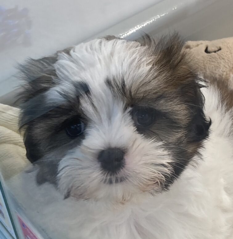 MIX犬（シーズー＆ペキニーズ）