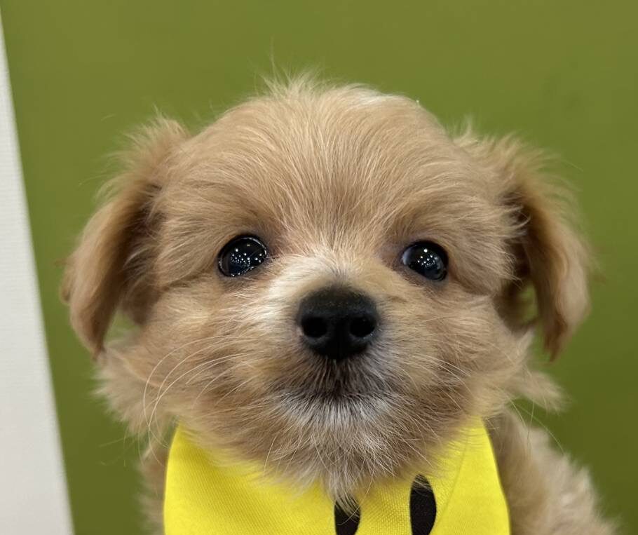 MIX犬（トイプードル×チワワ）