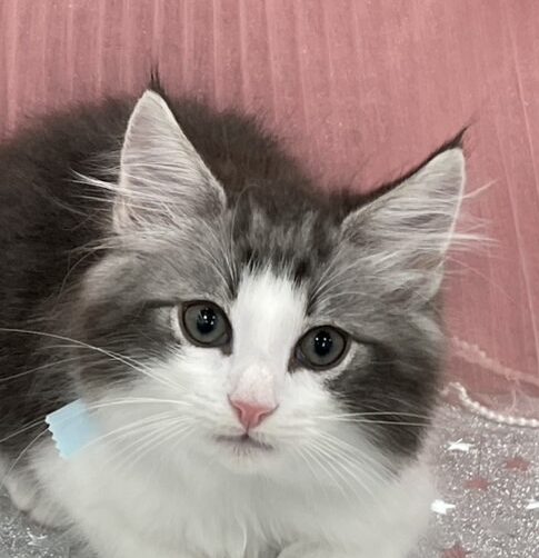 ノルウェージャン・フォレストキャット