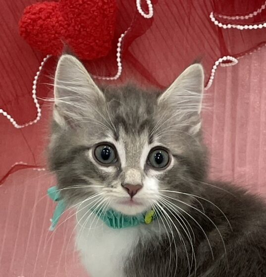 ノルウェージャン・フォレストキャット