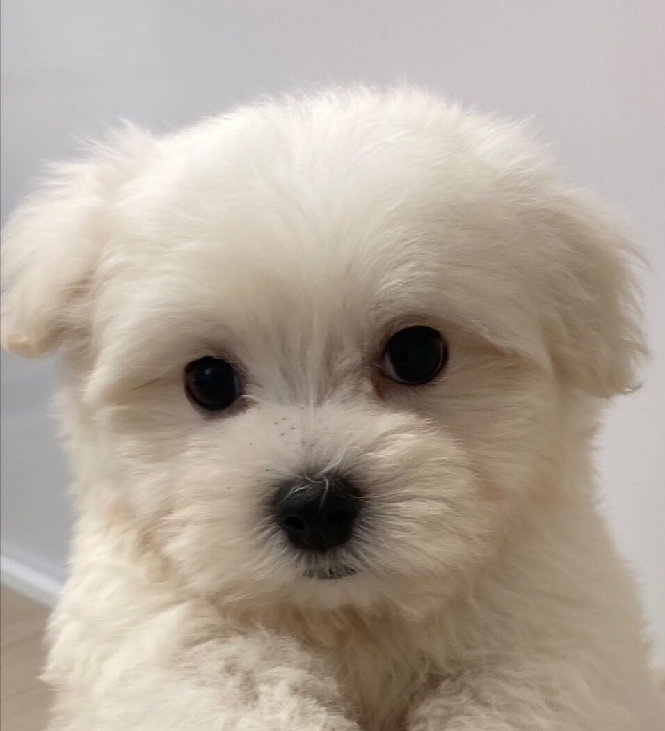 MIX犬（マルチーズ×トイプードル）