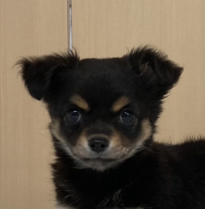 チワワ
