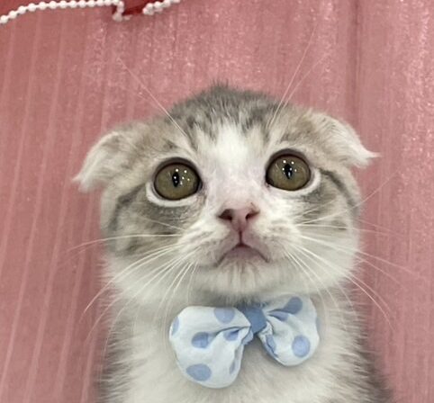 スコティッシュフォールド