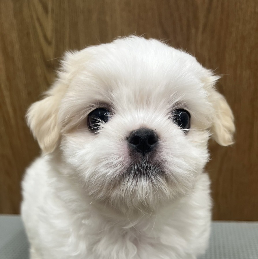 MIX犬（マルチーズ×シーズー）