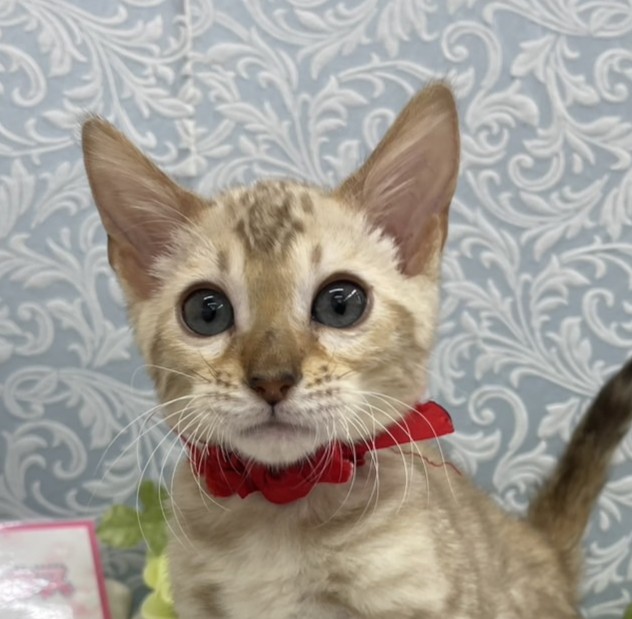 ベンガル