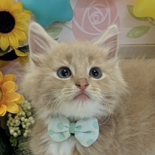 ノルウェージャン・フォレストキャット