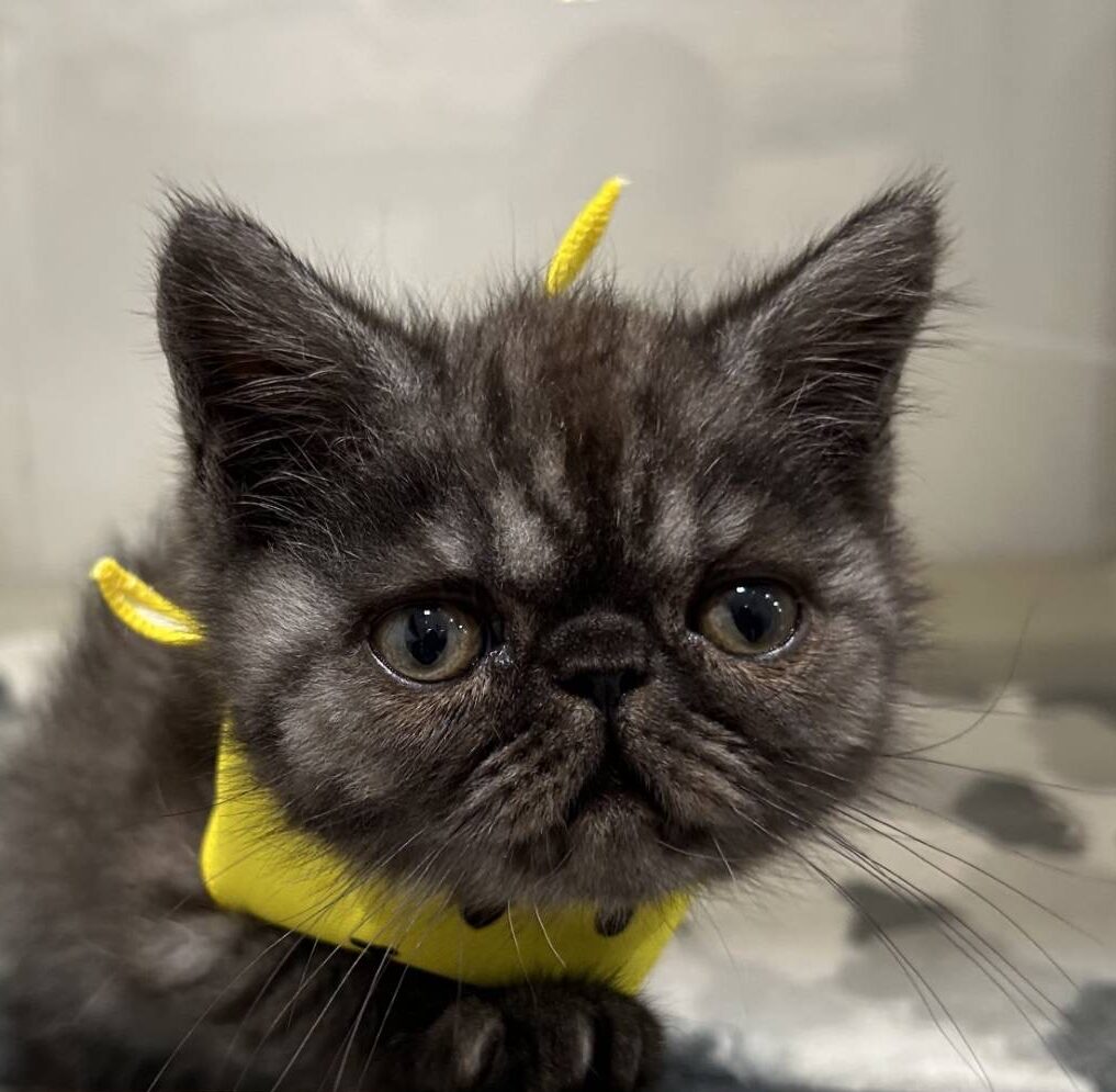エキゾチックショートヘアー