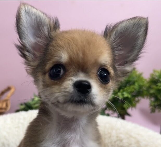 チワワ