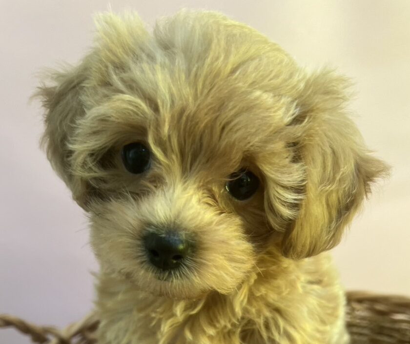 MIX犬（マルチーズ×トイプードル）