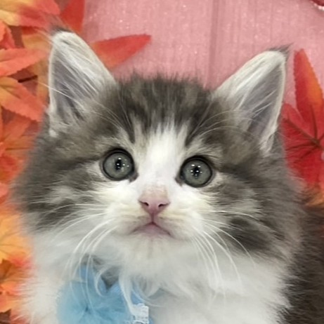 ノルウェージャン・フォレストキャット