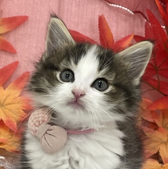 ノルウェージャン・フォレストキャット