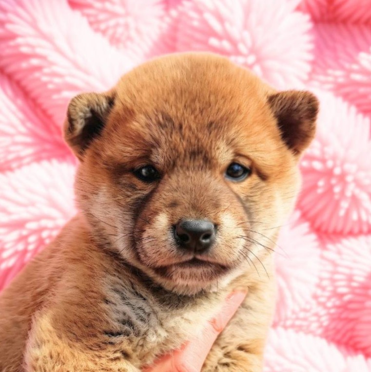柴犬