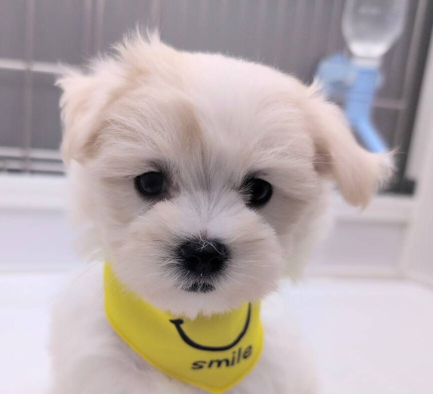 MIX犬（チワワ×マルチーズ）