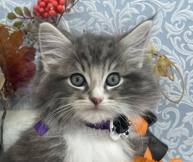 ノルウェージャン・フォレストキャット