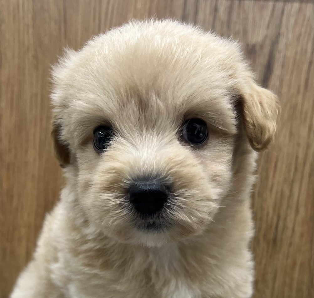 MIX犬（ポメラニアン×プードル）
