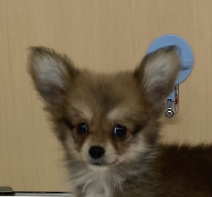MIX犬（ポメラニアン×M.ダックス）