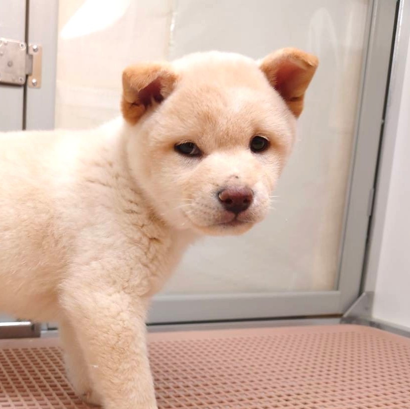 柴犬