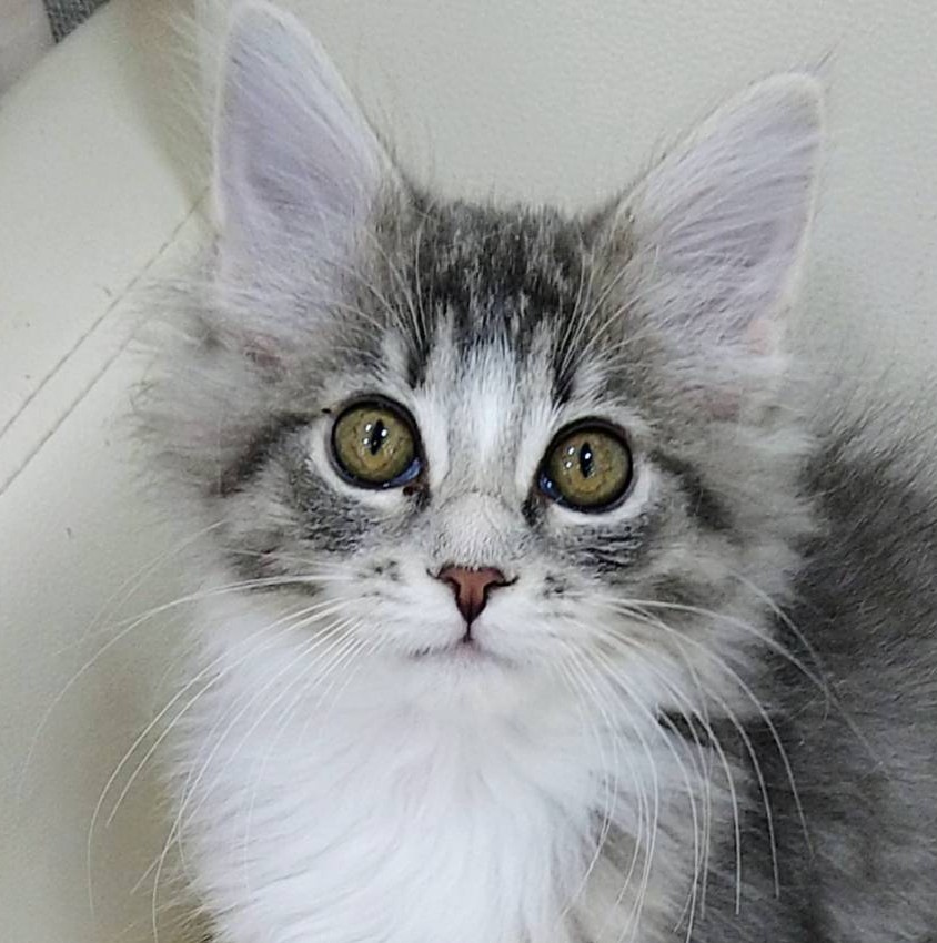 ノルウェージャン・フォレストキャット